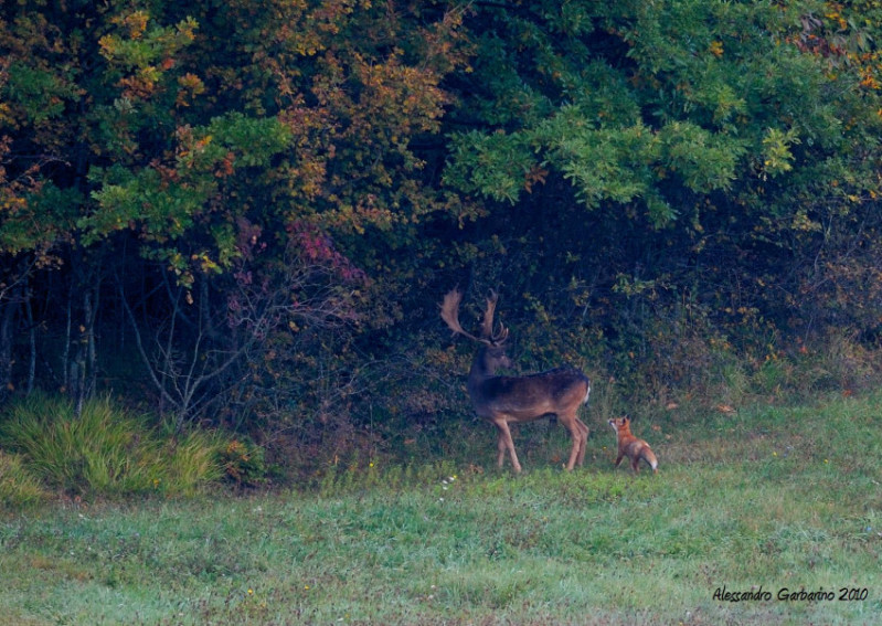 Io il DAINO e tu la VOLPE!!!
